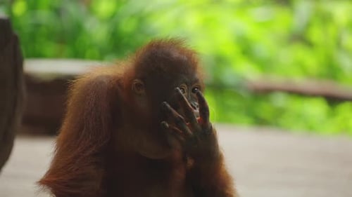 Adorable Orangutan Holding Coconut in Nature