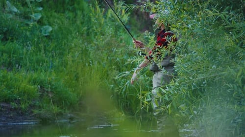 Fly fishing, fish catch. Angler fishing on the green bushy coast and catches the fish in the narrow
