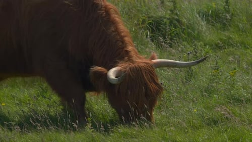 Highland Cow Brown Close-Up