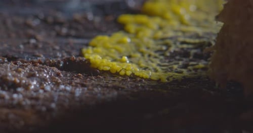 Slime mold plasmodium movement