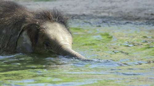 Baby Elephant Swimming in River on Sunny Day