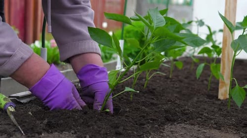 Hands Planting a Young Green Plant in Soil