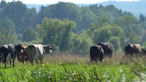 A group of cows grazing in a lush green field, surrounded by dense trees and vegetation, embodying a