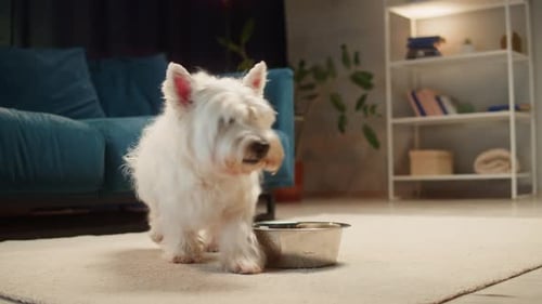 Primer plano de perro pequeño bebiendo agua