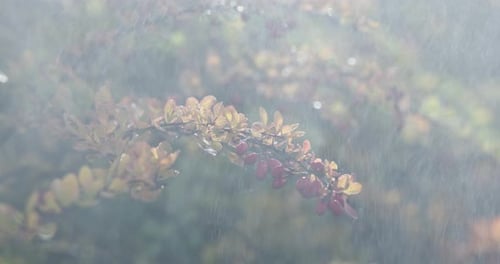 Rote Wildbeeren auf einem Ast eines Busches mit Laub in einem Wald oder Park an einem regnerischen Herbsttag