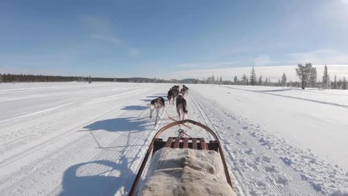 Husky Sled Team Racing Through A Deep Snow Covered Forest