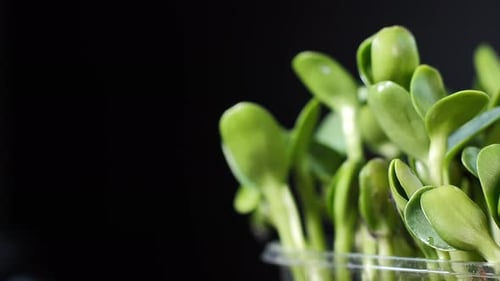 Green Sprouts Growing in Macro Close Up