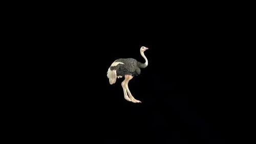 Ostrich Idle 4