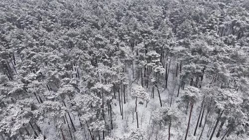 Aerial View of Snow-Covered Winter Forest