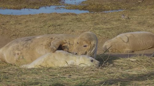 Breeding season for Atlantic Grey seals, newborn pups with white fur, mothers nurturing and bonding