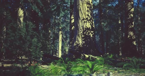 Majestic Trees and Lush Undergrowth in a Tranquil Forest Setting