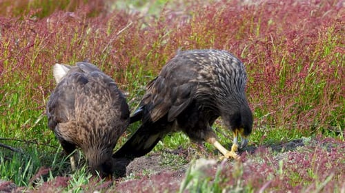 Gestreifte Caracaras ernähren sich auf den Neuinsel-Falklandinseln