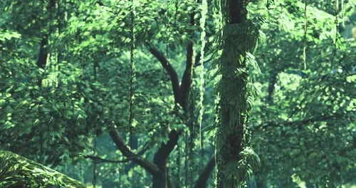 Lush Green Forest with Dense Trees and Vibrant Foliage in Tranquil Atmosphere