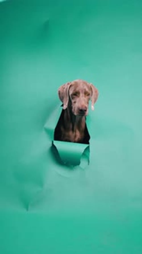 Curious Weimaraner Dog Breaking Through Green Paper