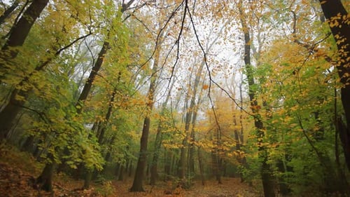 A walk in a dreamy autumn forest. Colorful leaves on the ground. Thin haze in the air.