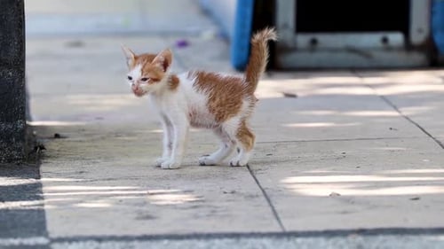 Tiny Kitten Walking on Sidewalk During Daytime
