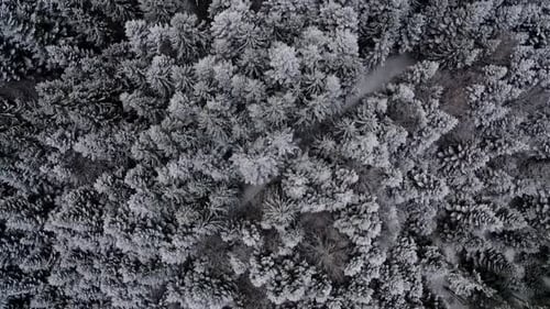 Aerial view of snow forest in winter