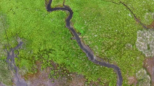 Aerial drone shot of a winding river flowing through a lush green forested wetland landscape.