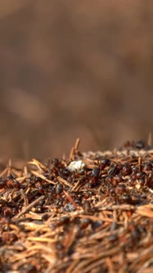 Vertical Screen Ant Hill with Colony of Insect