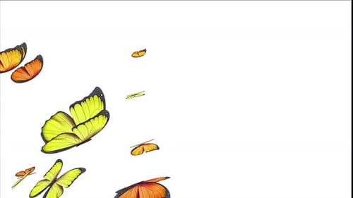 Butterflies Transition