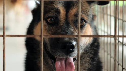 Portrait of Sad Mixed Breed Dog Behind the Fences Dog in a Shelter or an Animal Nursery Shelter for