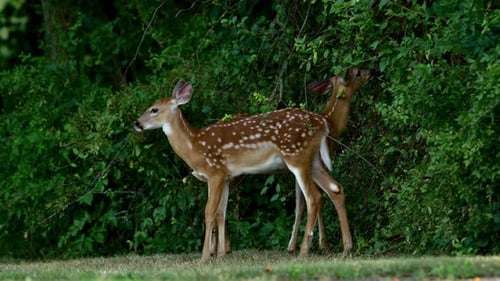 Breathtaking And Beautiful View Of Whitetail Deer Fawns