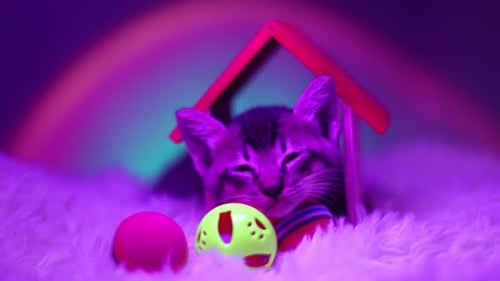 Sleeping Kitten in Cozy House with Toys
