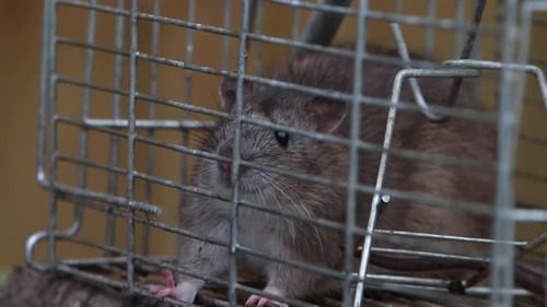 Eine Braune Ratte, Rattus norvegicus, gefangen in einem Drahtkäfig. Vereinigtes Königreich