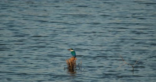 Au milieu, perché sur quelques brindilles tournées vers la gauche, le martin-pêcheur à collier Todiramphus chloris, Tha