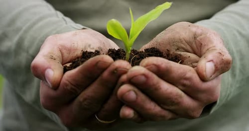 Sprout Held in Soil-Covered Hands