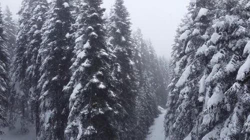 Blick auf den Wald unter Schnee