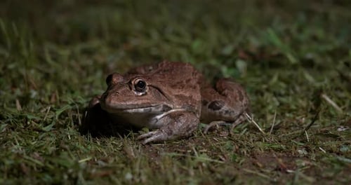 Hoplobatrachus Tigerius Frosch im Gras sitzend still