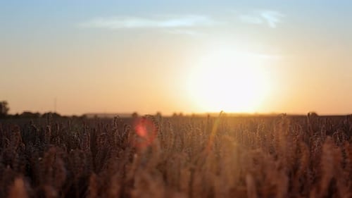 Beautiful Summer Landscape of Golden Wheat Field at Sunset View of Wheat Field and Sky at Sunset The