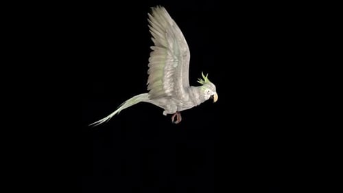 Realistic Flying Parrot Animation with Alpha Channel