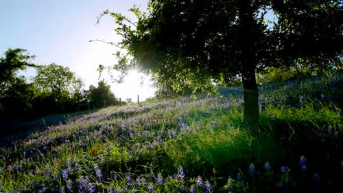 Le soleil brille sur un arbre et un champ de fleurs Bluebonnet