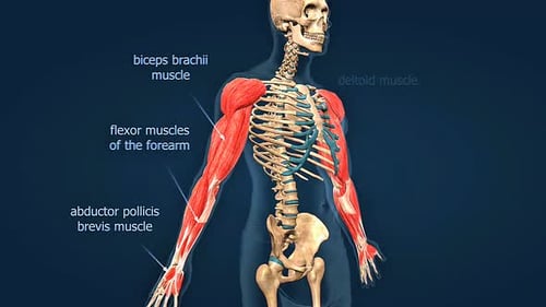 Human Arm Muscle Anatomy with Skeleton Labels 3D Animation