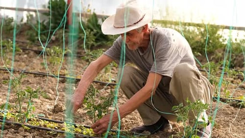 Man Tending to Plants in Greenhouse