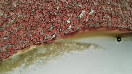 Microscopic Fluid Organic Cells Animation Background