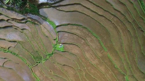 Aerial view of a beautiful rice terrace with some coconut trees.