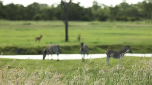 Rack focus from grass to plains zebras and impalas standing close to a waterhole, Greater Kruger.