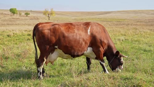 Cow Grazing Peacefully in Rural Field