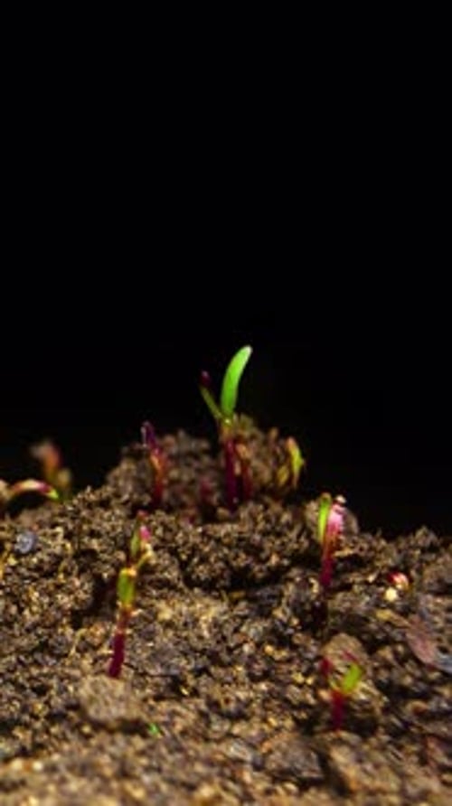 2K Vertical Germinating Seeds Timelapse