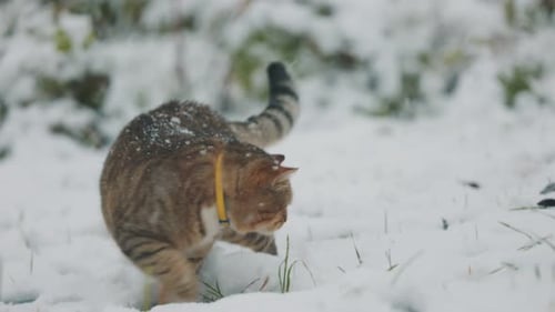 El gato camina afuera en invierno