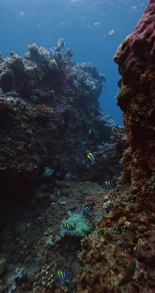 Coral with Tropical Fish Underwater in Blue Sea Vertical Shot