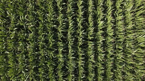 Aerial View of Cornfield on Sunny Day in Countryside