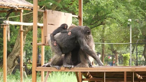 Zwei Guerillas, ein Affe im Rücken.