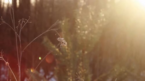 Dry branch and pine tree silhouette at forest sunset with golden sun rays