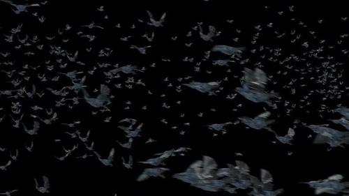 Dynamic Flying Birds Flock Alpha Channel Animation