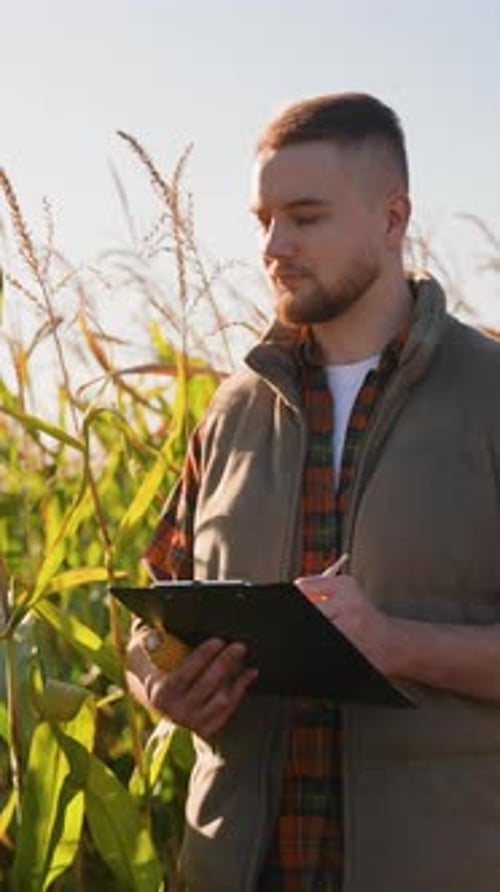 Farmer Inspecting Corn Crop and Taking Notes