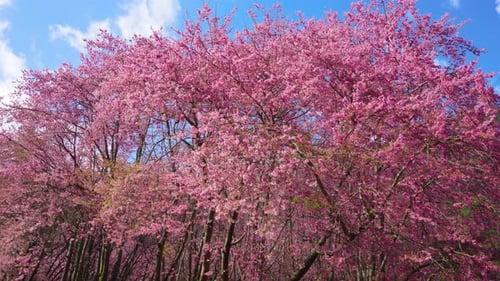 Wunderschöne rosa Kirschblüten (Sakura-Baum) im Park.